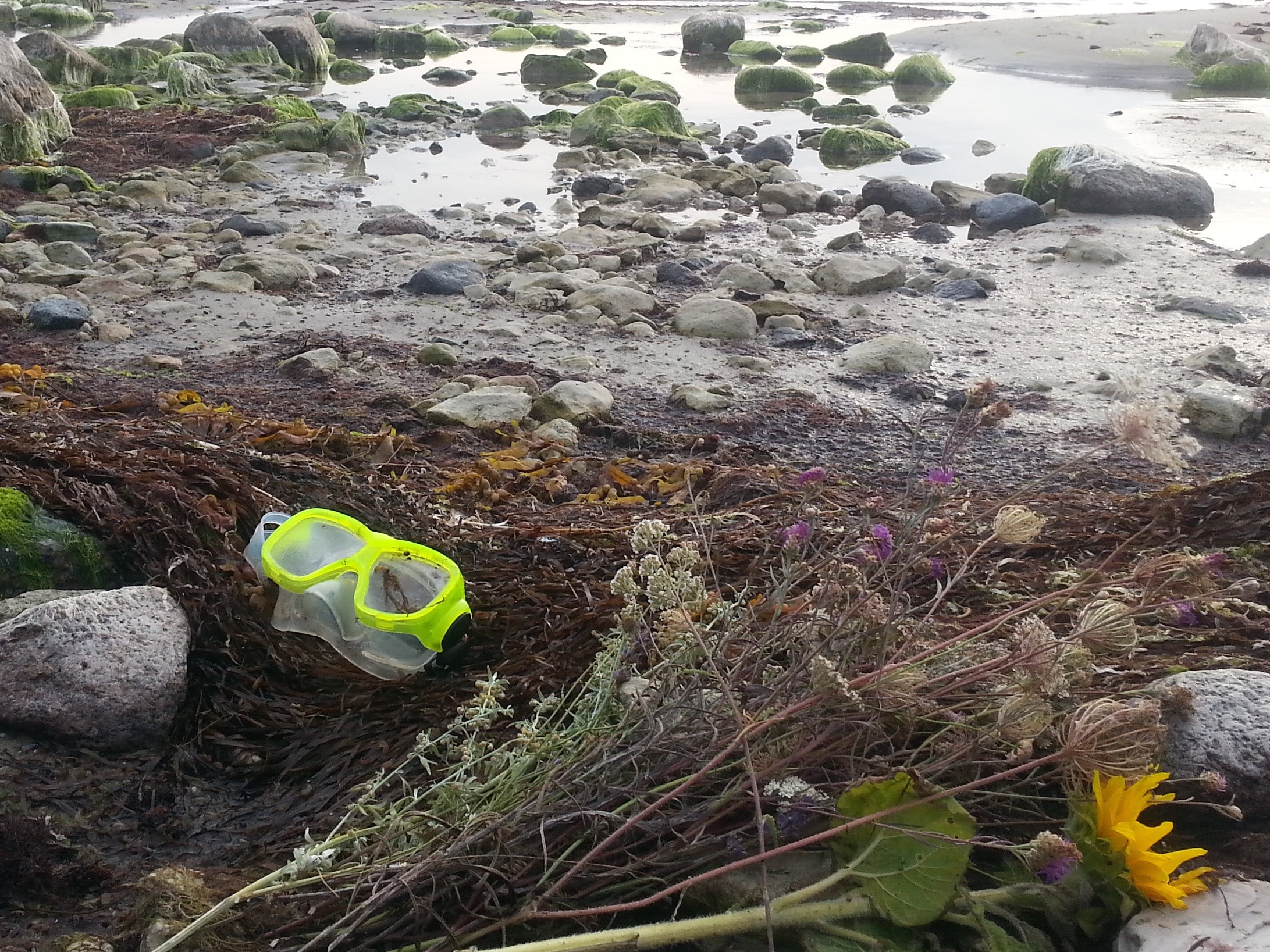 About the magic of dolphins… The Dolphin Swim Club