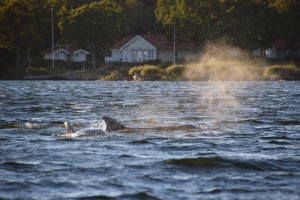 the Dolphin Swim Club