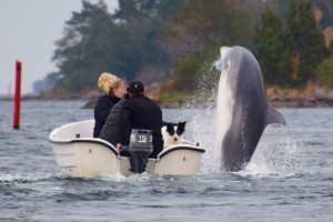 one of the dolphins meets a dog